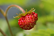 wildstrawberry02.jpg