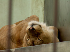 その王よりも強い妻？