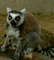 こらぁー(｀´）