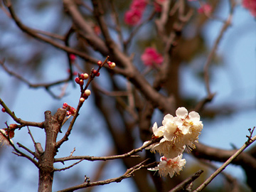 まだまだ咲くよ