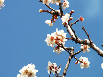 青空と梅の花
