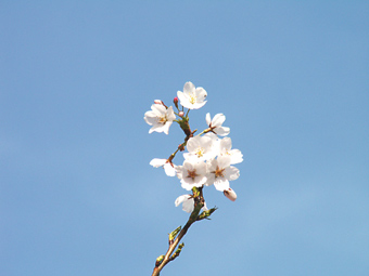 空と桜