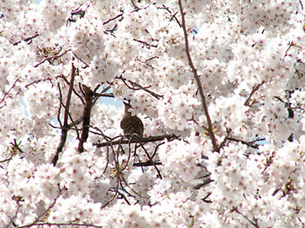 桜に囲まれて