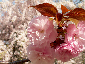 ピンク・ピンク