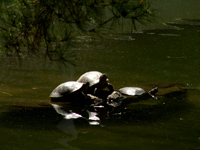 三匹のカメ