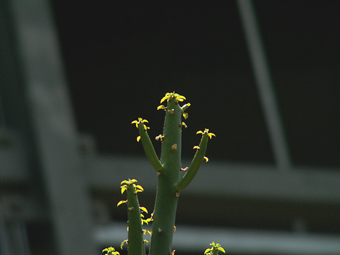 サボテンちゃん