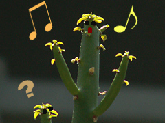 歌うサボテンちゃん♪