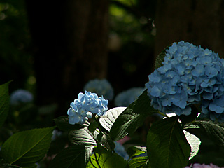 青いあじさい