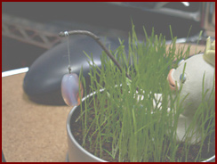 魚王子としばちゃん