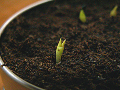 サボテンの芽♪