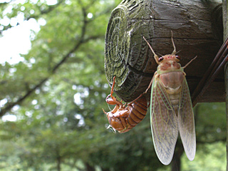 ふぉっふぉっふぉ