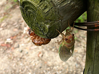 バルタン星人？